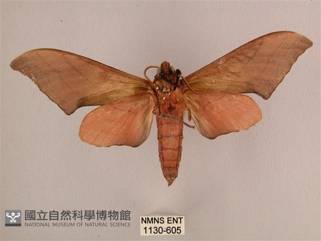 直翅六點天蛾藏品圖，第2張