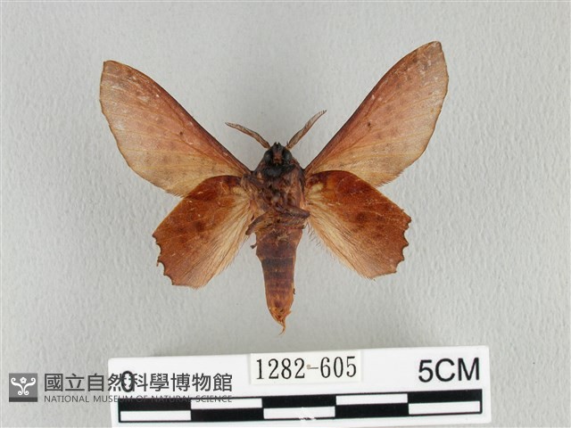 臺灣枯葉蛾藏品圖，第2張