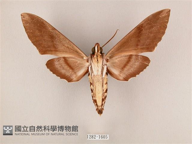 粗斜紋天蛾藏品圖，第2張