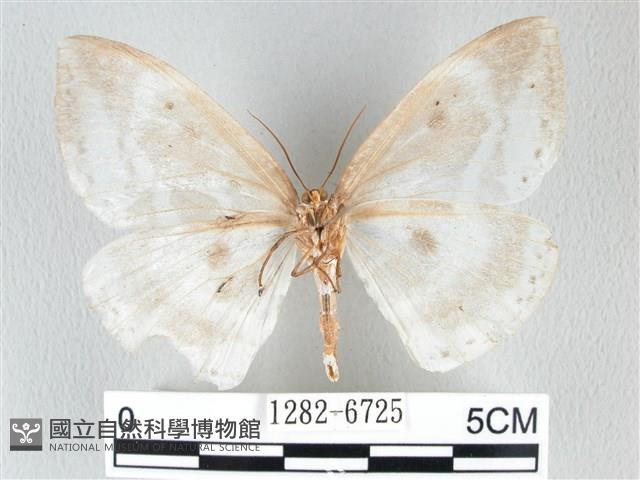圓翅大鉤蛾藏品圖，第2張
