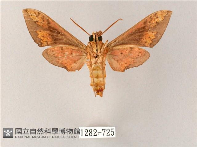 雙斑白肩天蛾藏品圖，第2張