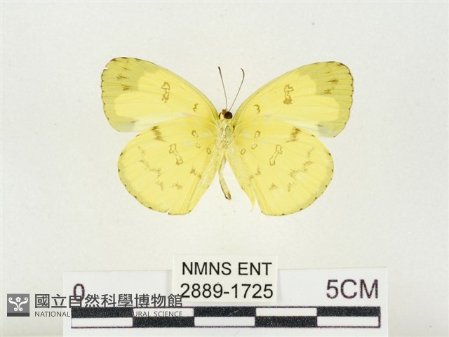 淡色黃蝶藏品圖，第2張
