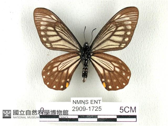 黃星斑鳳蝶藏品圖，第2張