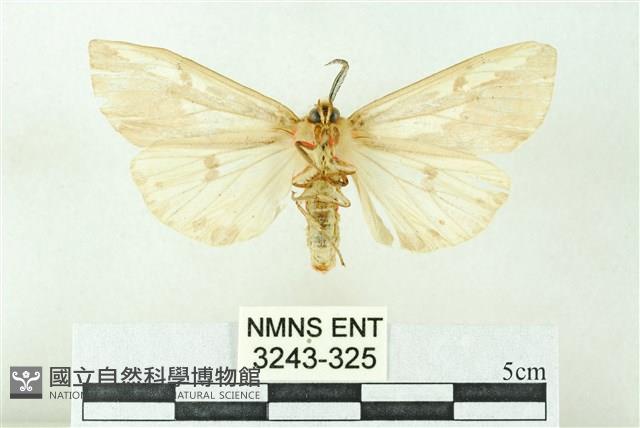 赭新污燈蛾藏品圖，第2張