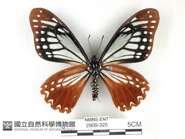 斑鳳蝶藏品圖，第2張