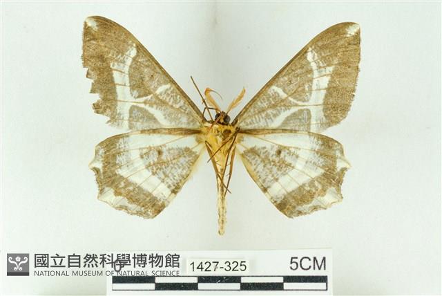 樹形尺蛾藏品圖，第2張