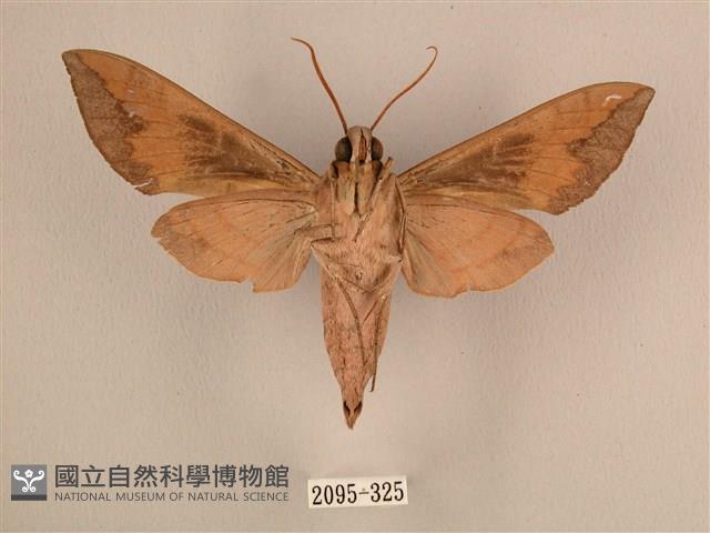 背中白天蛾藏品圖，第2張