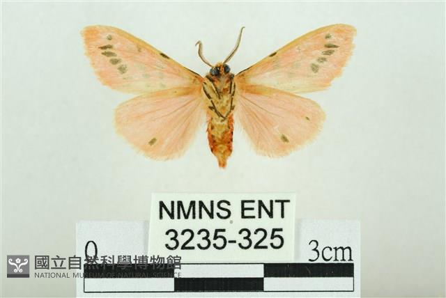 三條橙燈蛾藏品圖，第2張