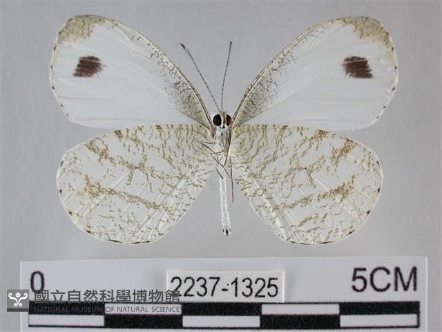 纖粉蝶藏品圖，第2張