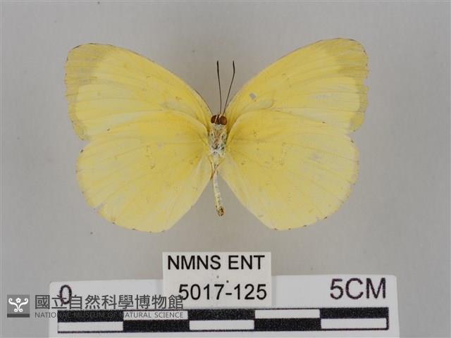 亮色黃蝶藏品圖，第2張