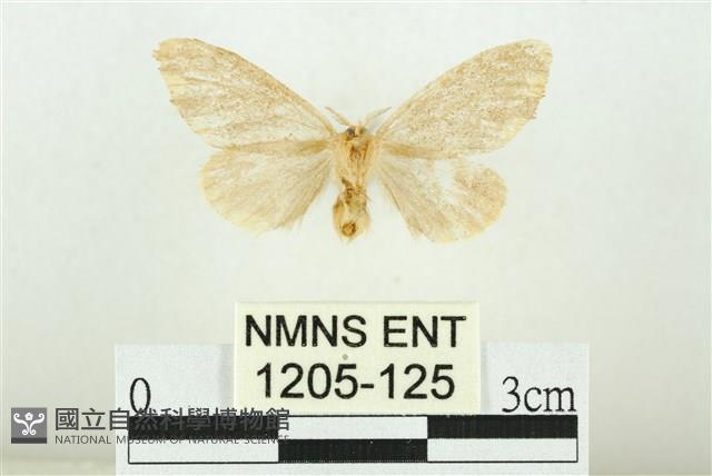 黑翅黃毒蛾藏品圖，第2張