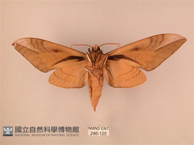 波紋豆天蛾藏品圖，第2張