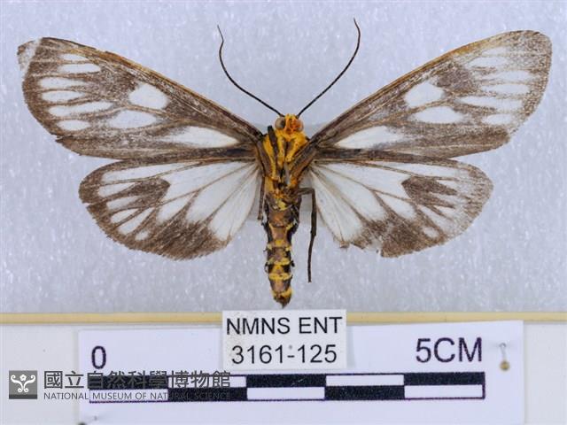 巨網燈蛾藏品圖，第2張