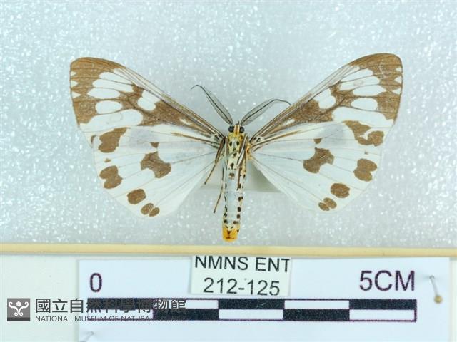 粉蝶燈蛾藏品圖，第2張