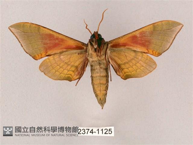 榆綠天蛾藏品圖，第2張