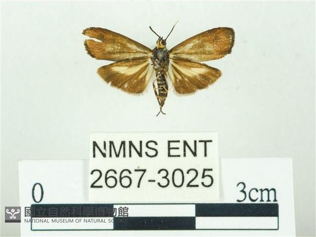 叉紋閃舞蛾藏品圖，第2張