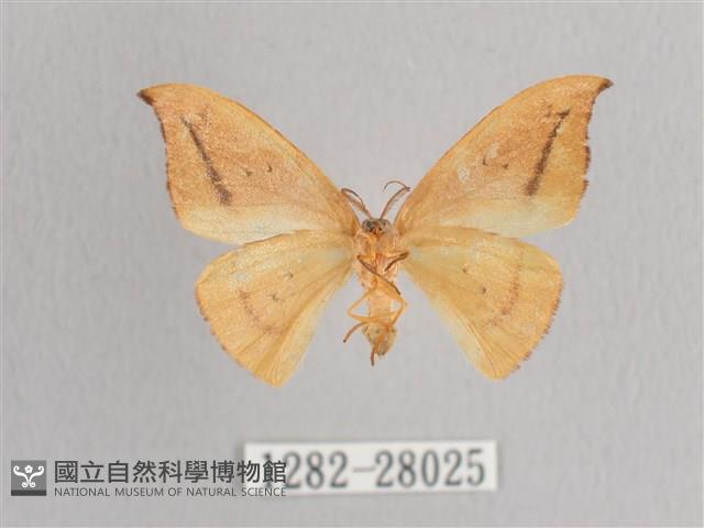 枯葉紋鉤蛾藏品圖，第2張