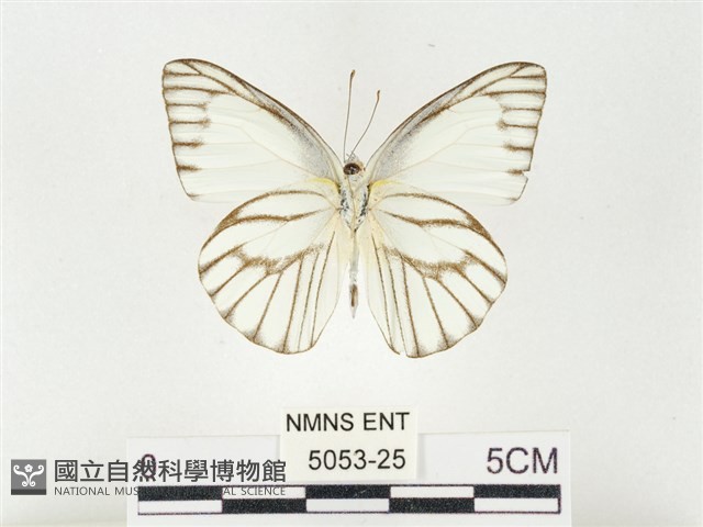 鑲邊尖粉蝶藏品圖，第2張