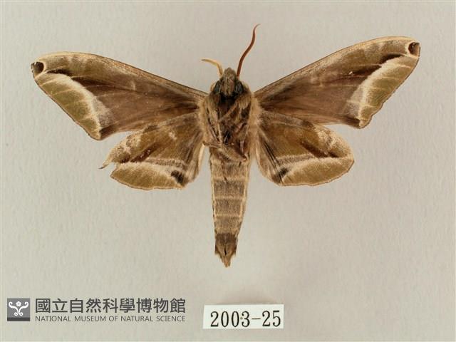 白點天蛾 藏品圖，第2張