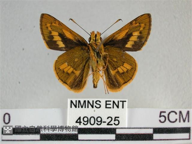 寬邊橙斑弄蝶藏品圖，第2張