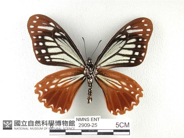 斑鳳蝶藏品圖，第2張