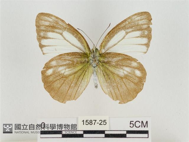 淡褐脈粉蝶藏品圖，第2張