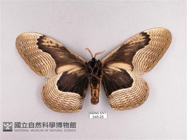 枯球籮紋蛾藏品圖，第2張