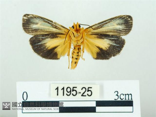 黃肩奇蛾藏品圖，第2張