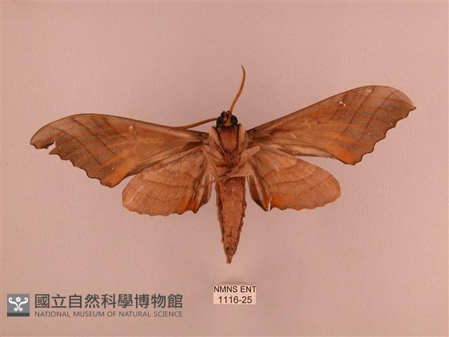 栗六點天蛾藏品圖，第2張