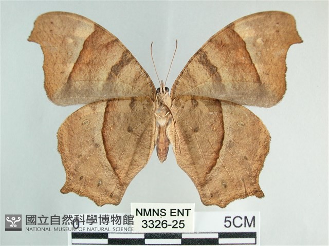 森林暮眼蝶、黑樹蔭蝶藏品圖，第2張