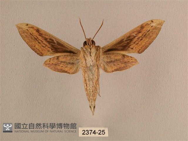 背線天蛾藏品圖，第2張