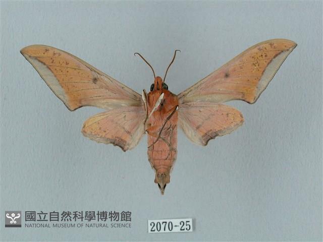 廣東鷹翅天蛾藏品圖，第2張