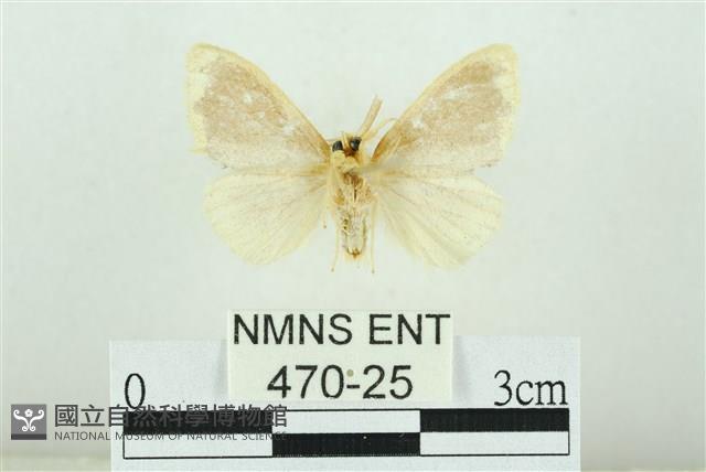 黑翅黃毒蛾藏品圖，第2張
