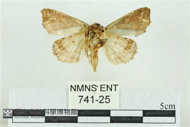 粉紅帶散紋夜蛾藏品圖，第2張