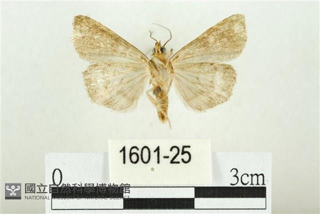 白斑散紋夜蛾藏品圖，第2張