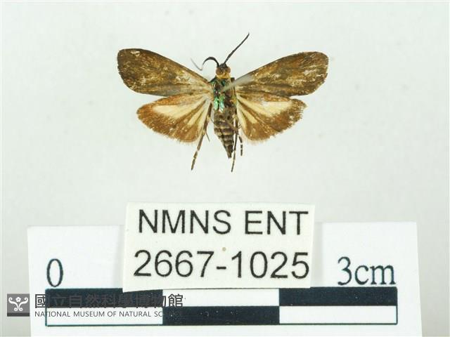 叉紋閃舞蛾藏品圖，第2張