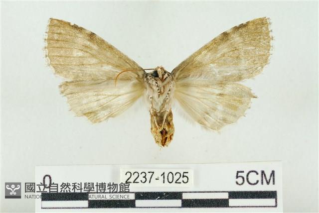 淡紅線波紋蛾藏品圖，第2張