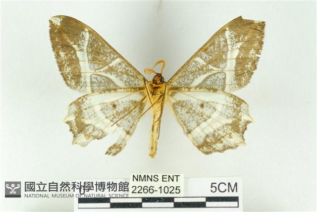 樹形尺蛾藏品圖，第2張