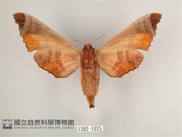 黑角六點天蛾藏品圖，第2張