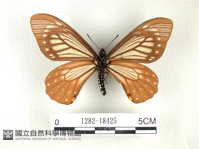 黃星斑鳳蝶藏品圖，第2張