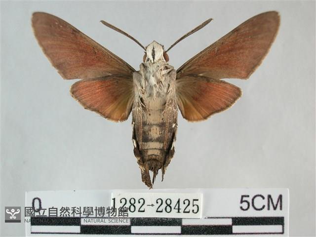 後黃長喙天蛾藏品圖，第2張