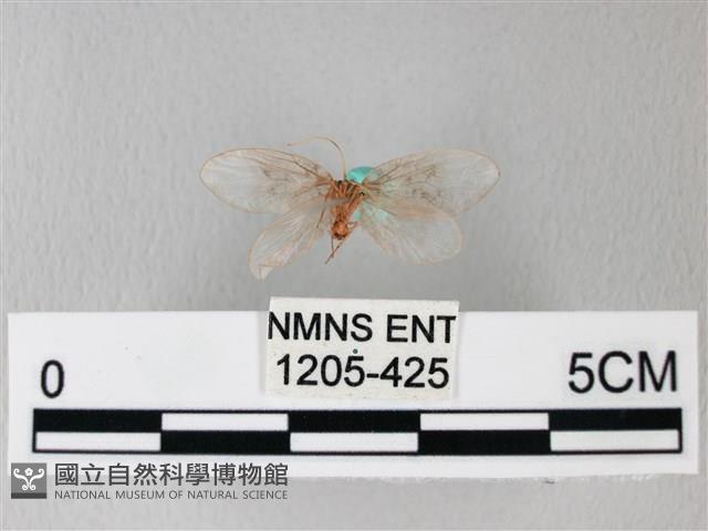 臺灣卵翅蛾藏品圖，第2張