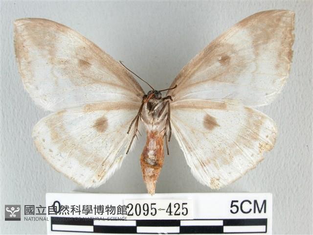 圓翅大鉤蛾藏品圖，第2張