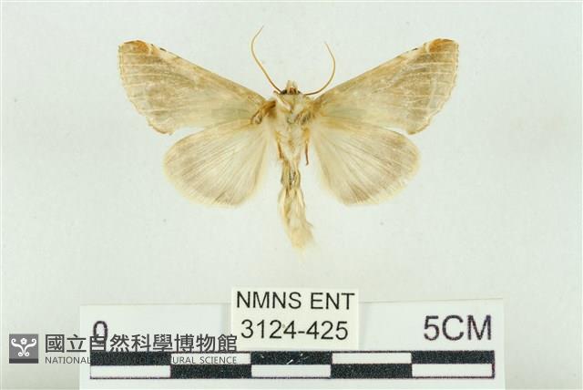 印華波紋蛾藏品圖，第2張