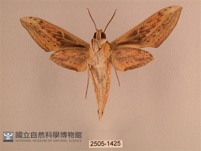 背線天蛾藏品圖，第2張