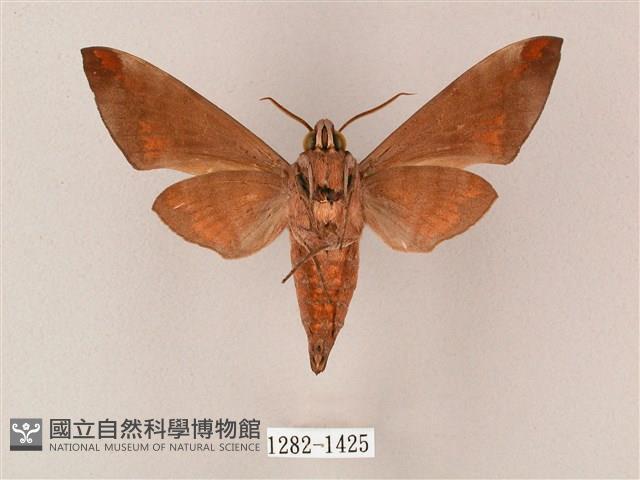 臺灣缺角天蛾藏品圖，第2張