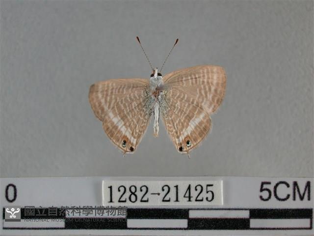 豆波灰蝶藏品圖，第2張