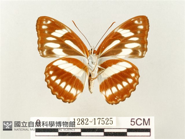 寬帶線蛺蝶藏品圖，第2張