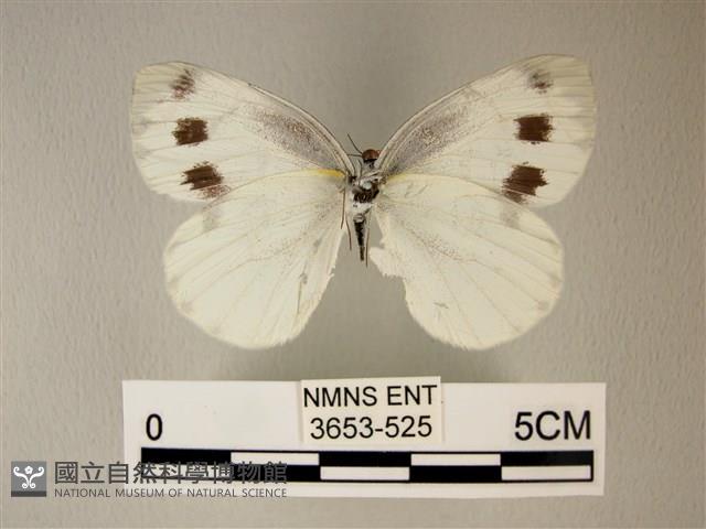 緣點白粉蝶藏品圖，第2張