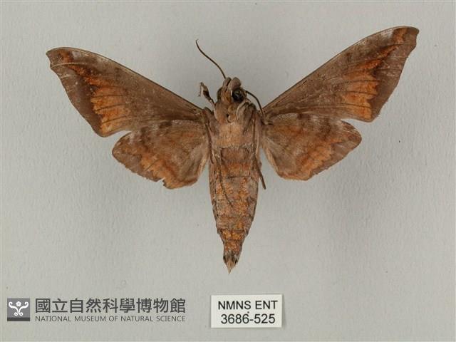 半緣缺角天蛾藏品圖，第2張